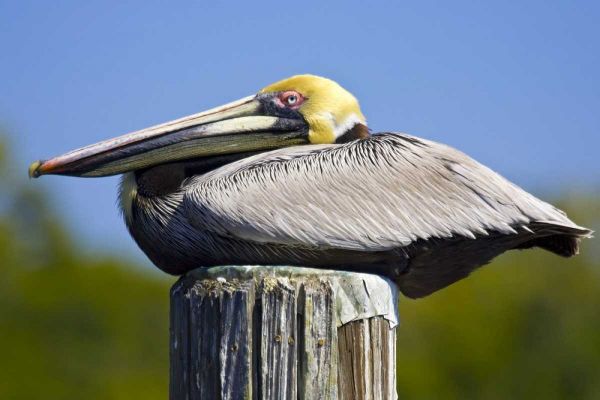 FL, Everglades City, Roosting brown pelican